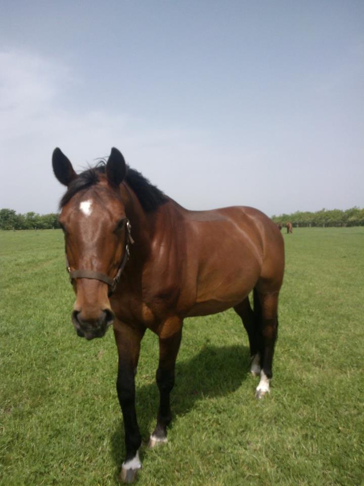 Dansk Varmblod Kashmir af Karlsminde (min mors) billede 11