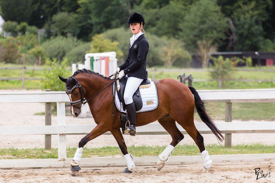 Welsh Partbred (Sec F) Katrinebjergs Ronja   A-pony - august 2014 billede 22