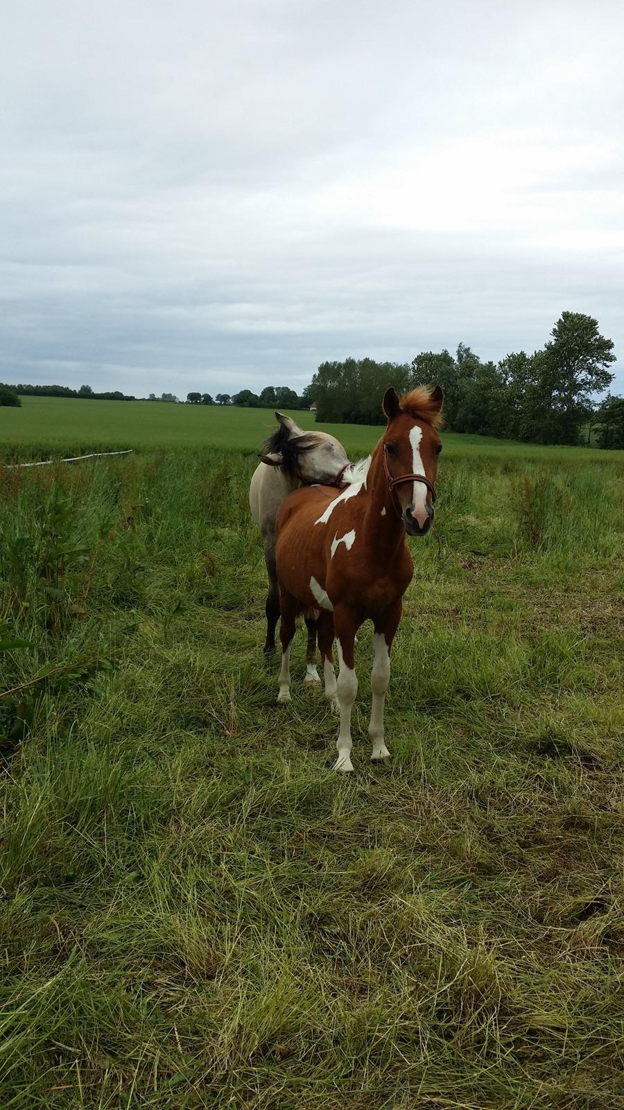 Anden særlig race Lucky - Fararri mener godt at Lucky kan bruges som kløpind! billede 10