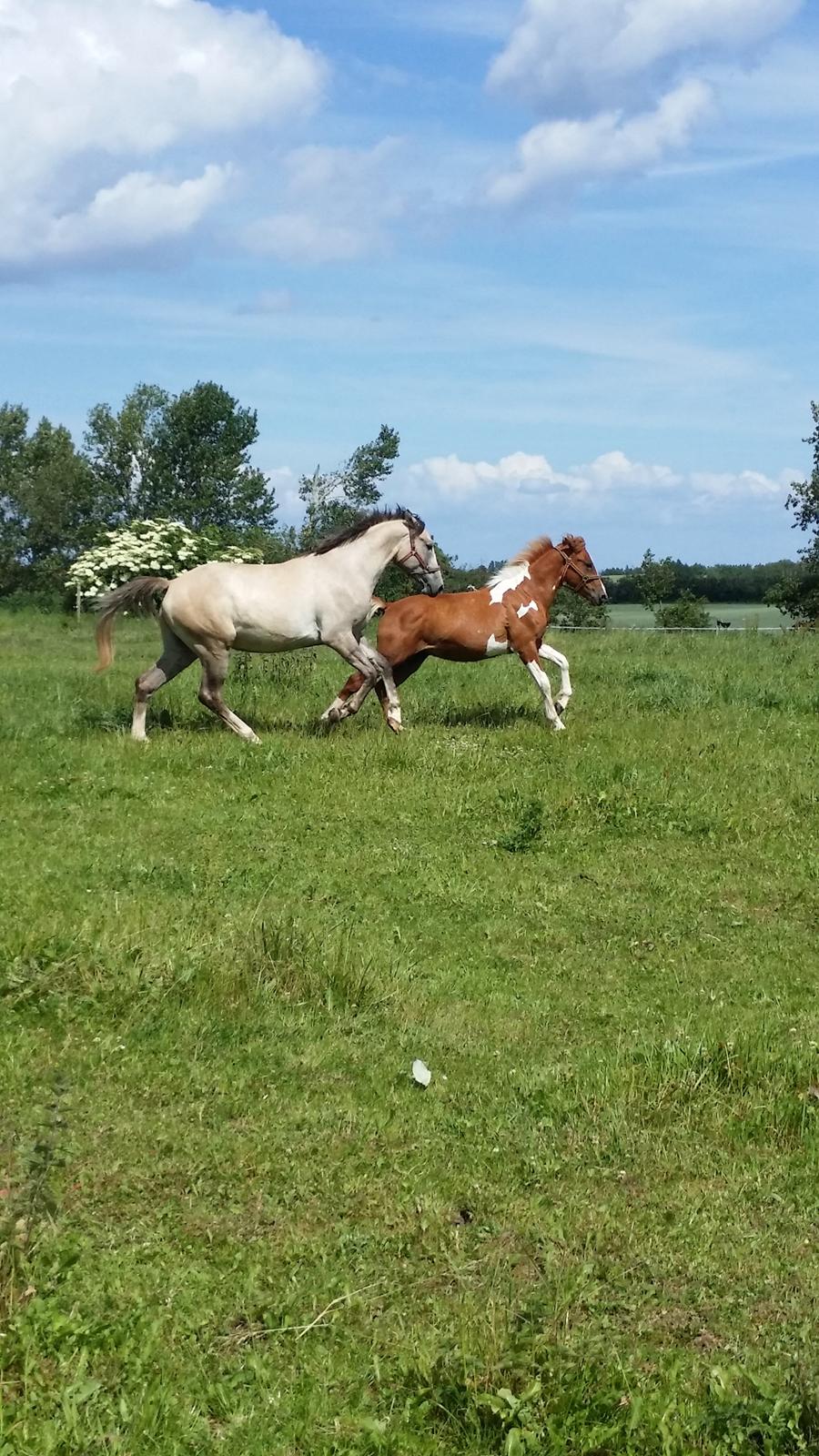 Anden særlig race Lucky billede 12