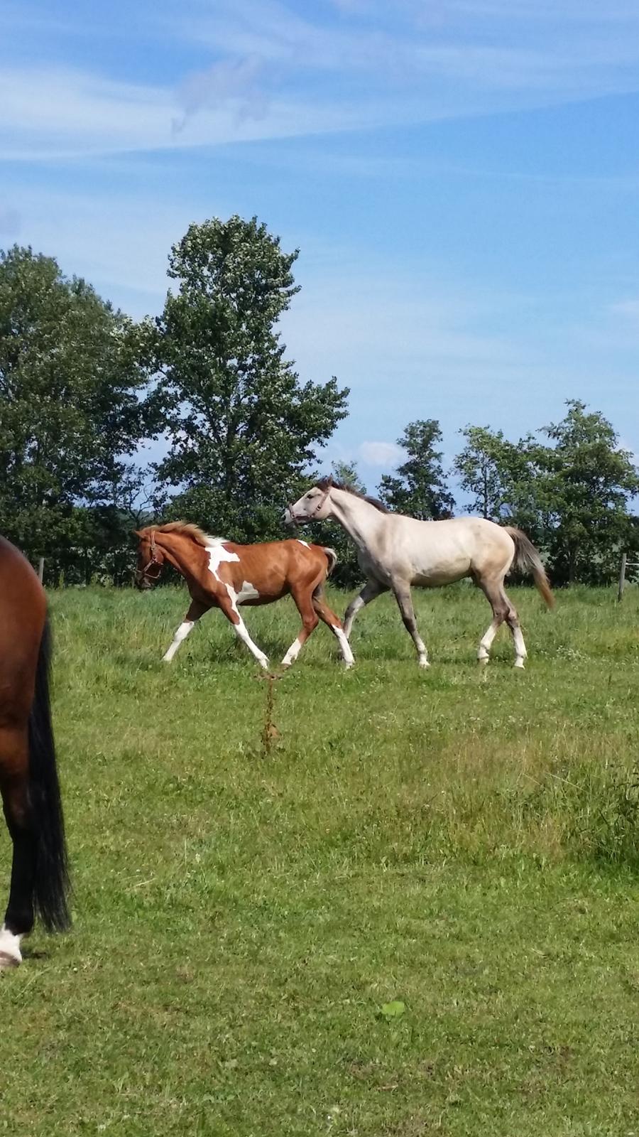 Anden særlig race Lucky billede 13