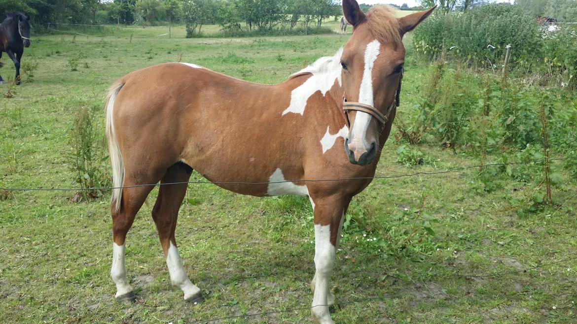 Anden særlig race Lucky billede 14