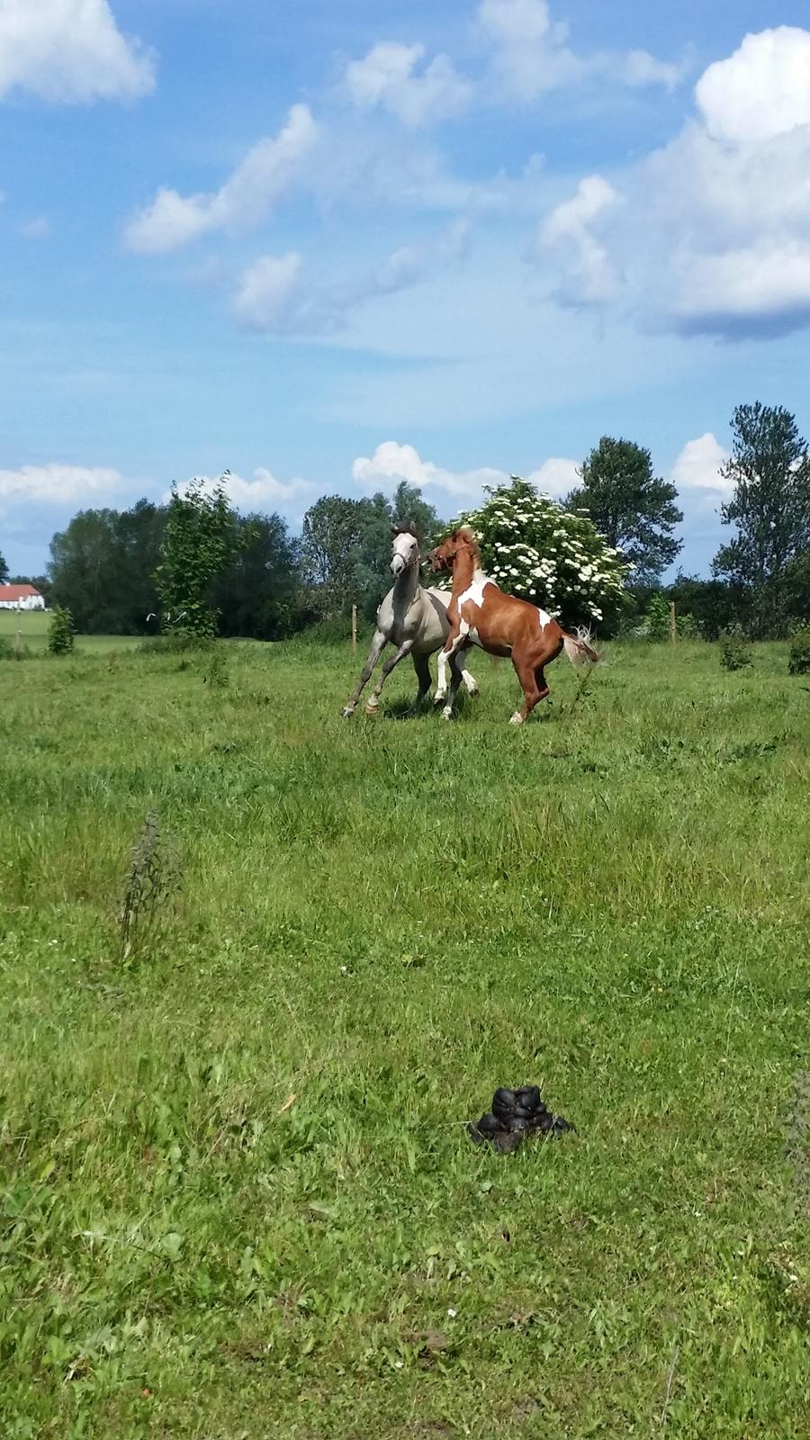 Anden særlig race Lucky billede 11