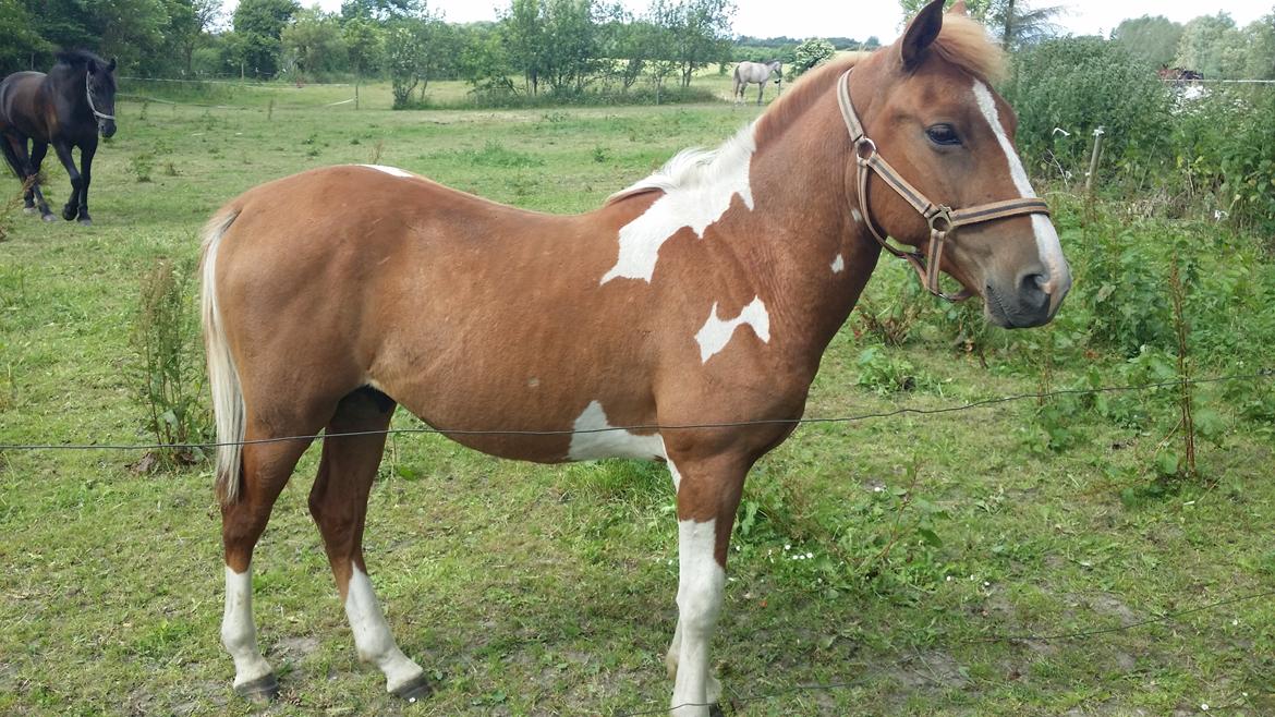 Anden særlig race Lucky billede 15