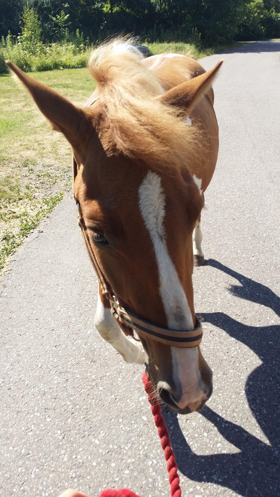 Anden særlig race Lucky - Første gåtur på vejen hos os billede 17