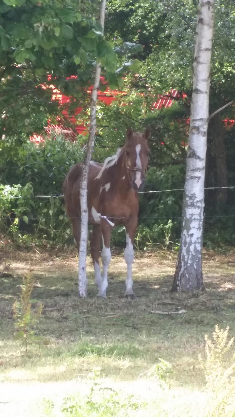 Anden særlig race Lucky billede 18