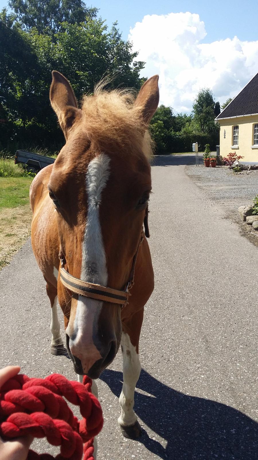 Anden særlig race Lucky - Første gåtur på vejen hos os billede 16