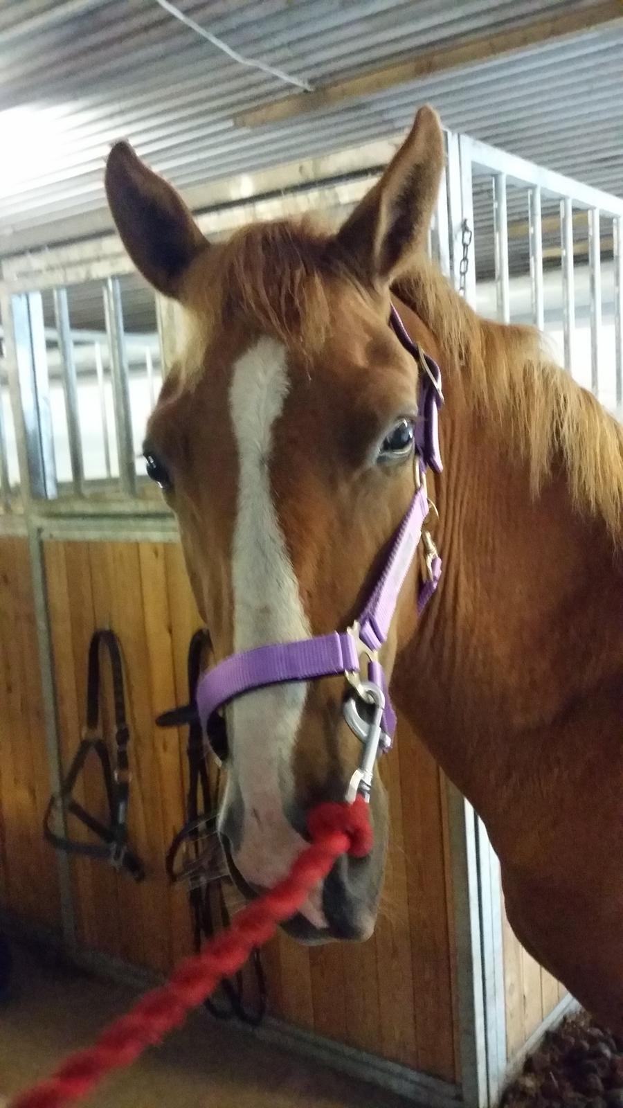 Anden særlig race Lucky billede 19