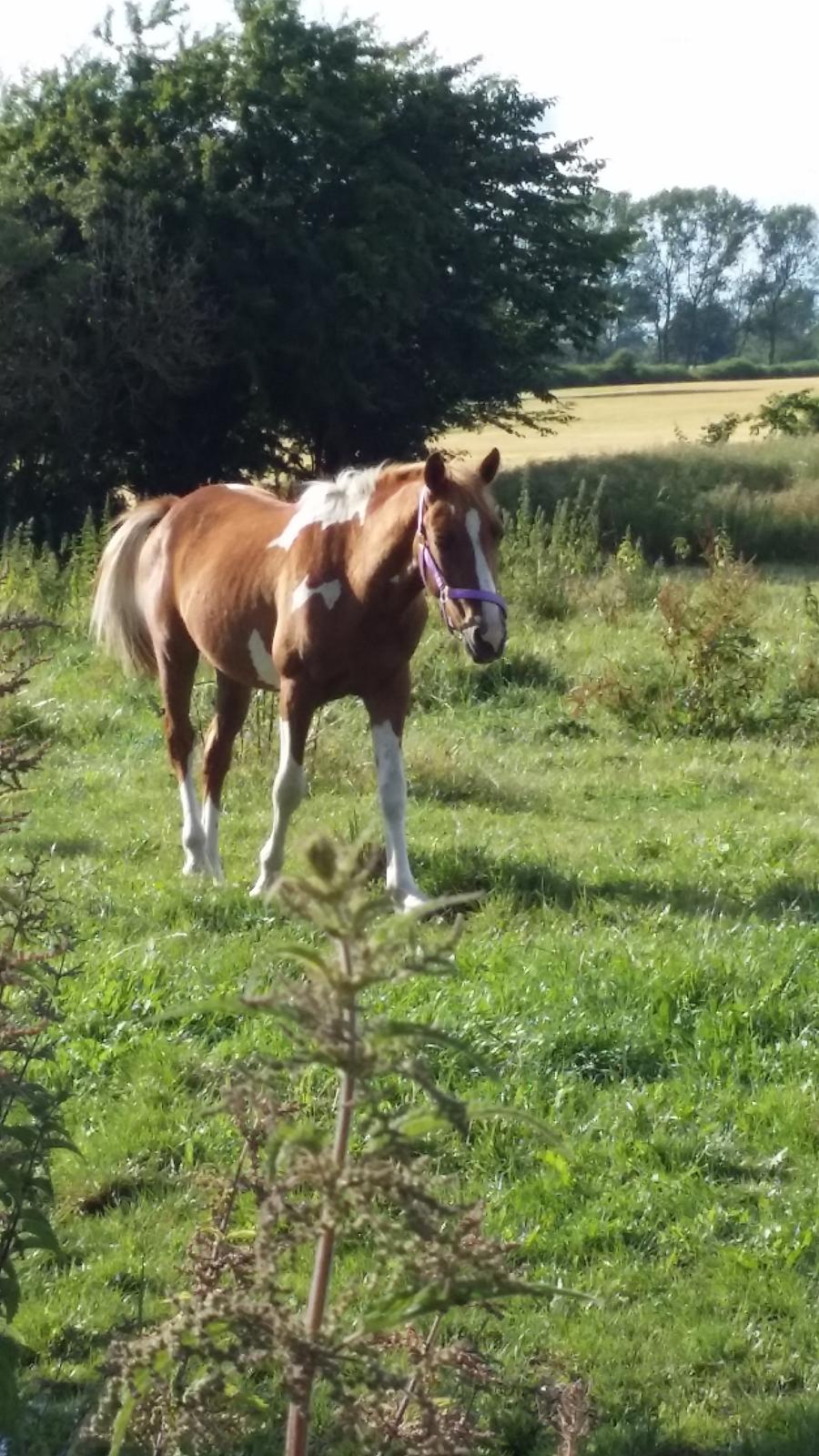Anden særlig race Lucky billede 20