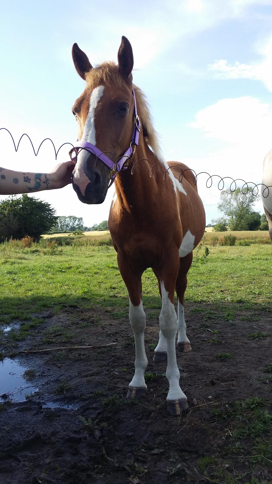 Anden særlig race Lucky billede 21