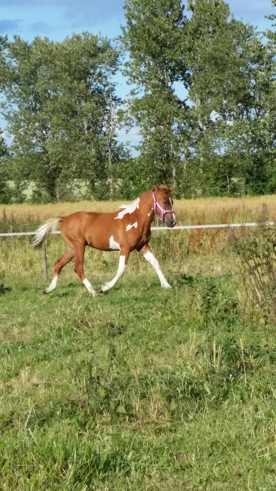 Anden særlig race Lucky - ''Se lige mig'' billede 23