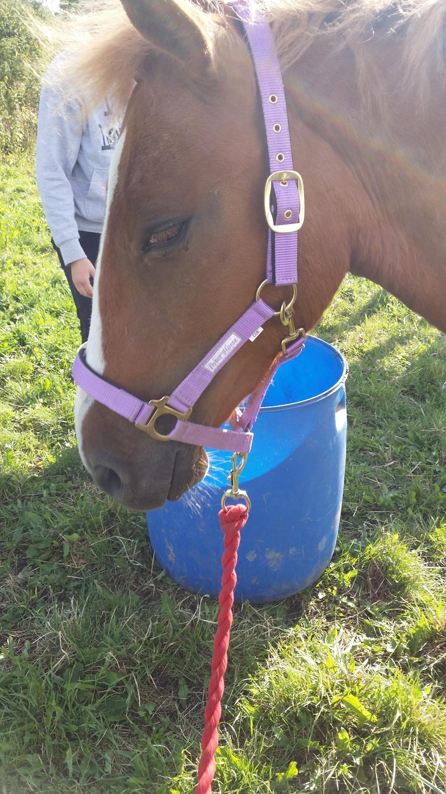 Anden særlig race Lucky billede 22