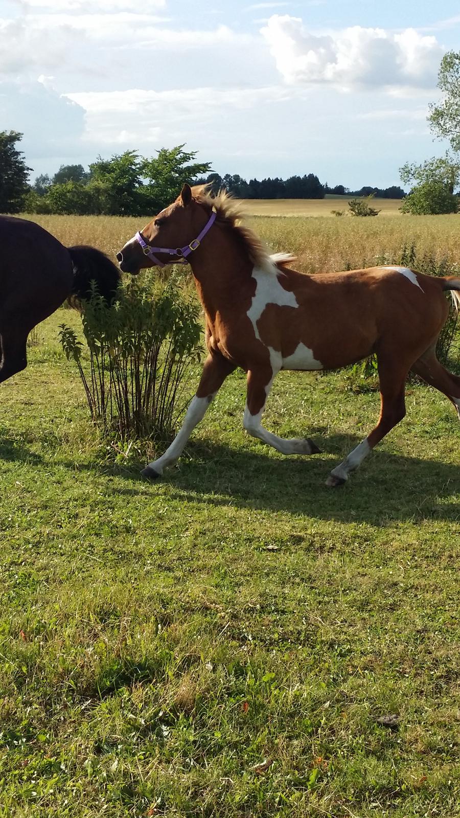 Anden særlig race Lucky billede 25