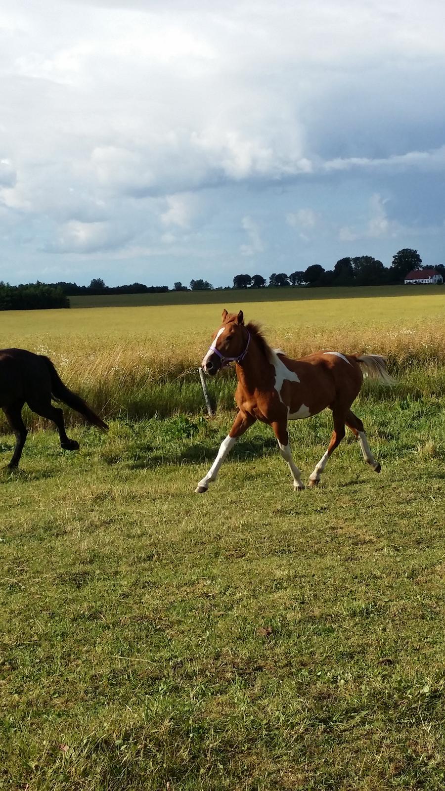 Anden særlig race Lucky billede 24