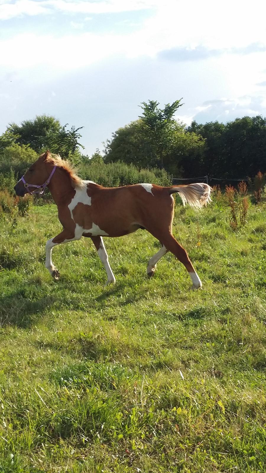 Anden særlig race Lucky billede 27