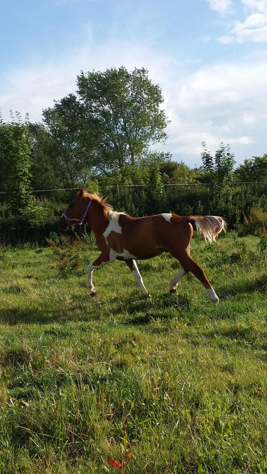 Anden særlig race Lucky billede 28