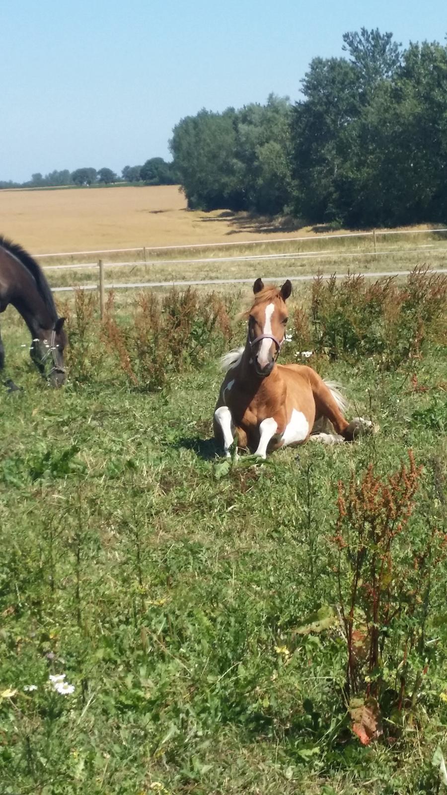 Anden særlig race Lucky billede 29