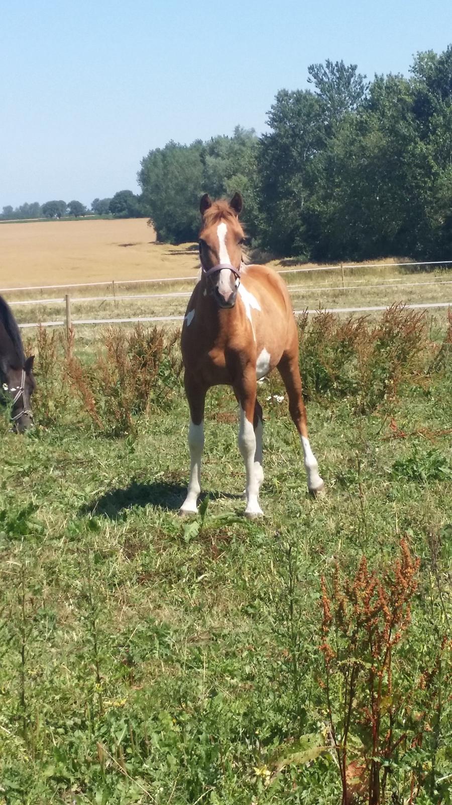Anden særlig race Lucky billede 30