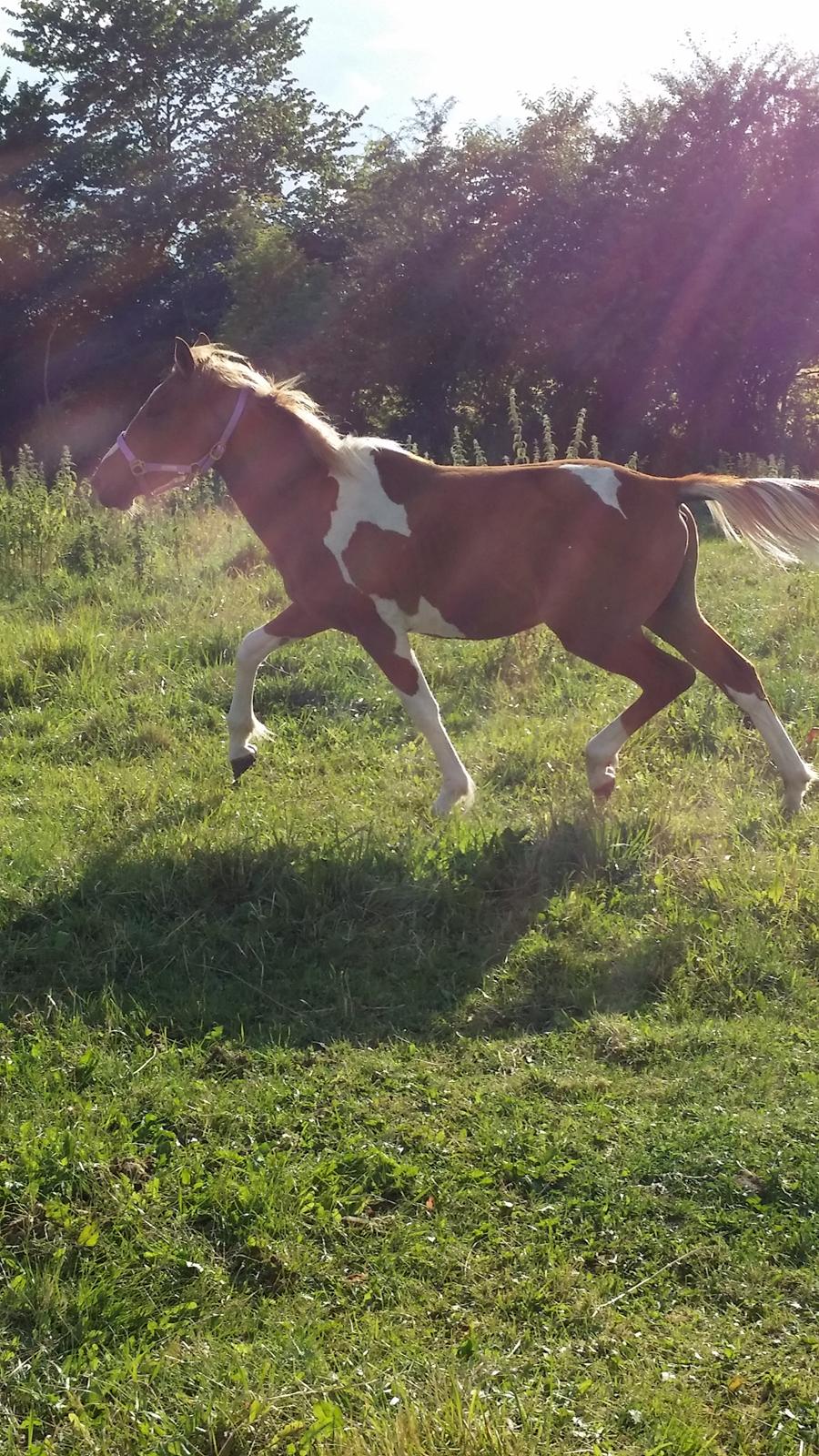 Anden særlig race Lucky billede 26