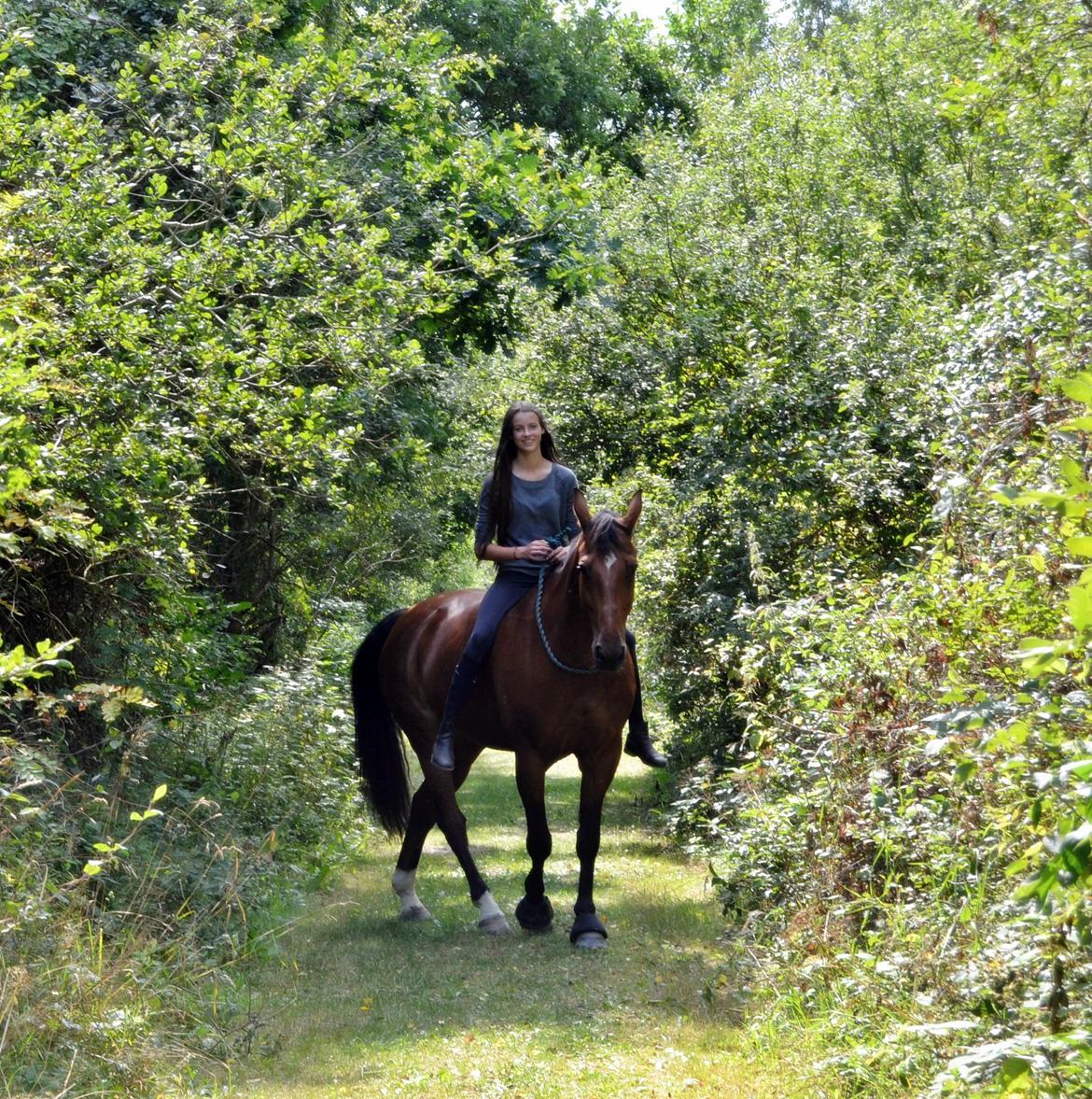 Tysk Varmblod ·~•Luca IV~DRØMMEHESTEN•~· billede 5