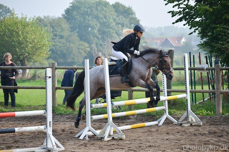 Anden særlig race Manou  *Klubmester spring 2012* billede 19