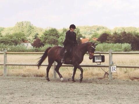 DSP Nørlunds Miss Tanna billede 14