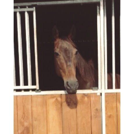 DSP Nørlunds Miss Tanna billede 9