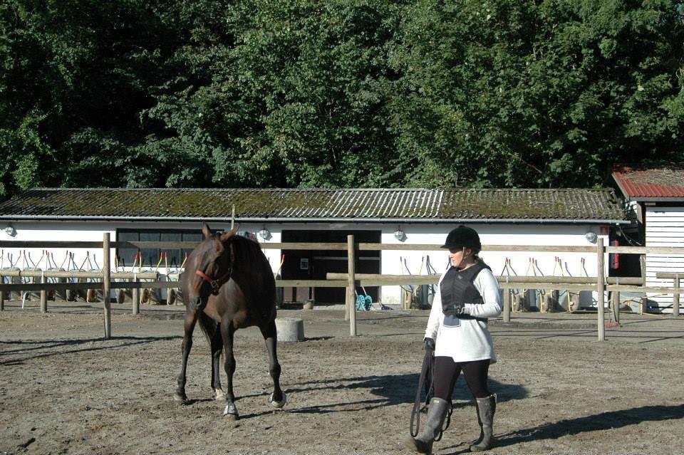 DSP Nørlunds Miss Tanna - Tanten og jeg ved kusus hos Maj-Britt Carter billede 12