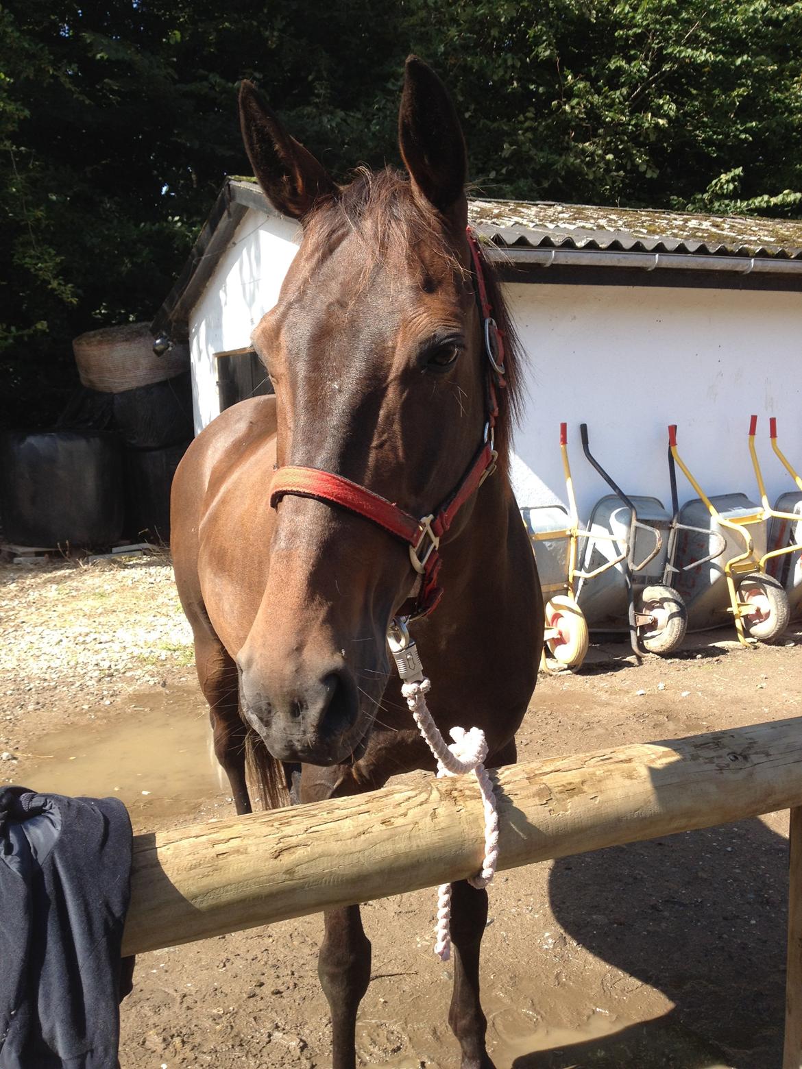 DSP Nørlunds Miss Tanna billede 17