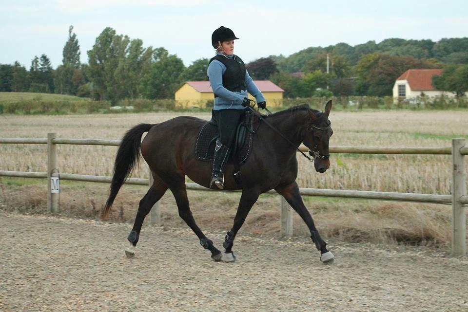 DSP Nørlunds Miss Tanna billede 15