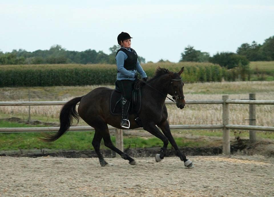 DSP Nørlunds Miss Tanna billede 19