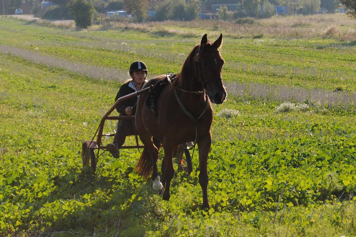 Traver Lynet Lendalund <3 - første gang for vogn efter 4 måneders skade <3 billede 1