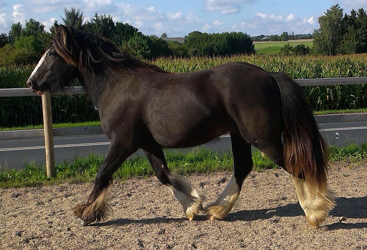 Irish Cob Royal Riain by Lovecob - Han er blevet så fin her i september 2014 billede 6