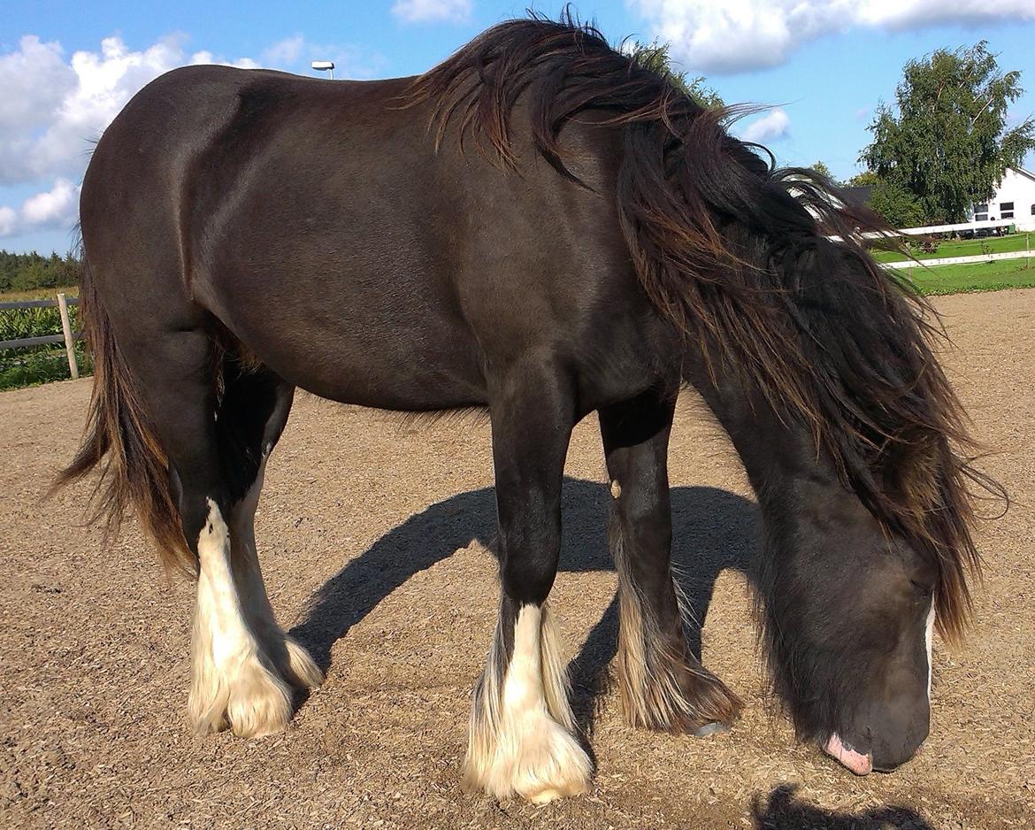 Irish Cob Royal Riain by Lovecob - Smuk dreng september 2014 billede 8