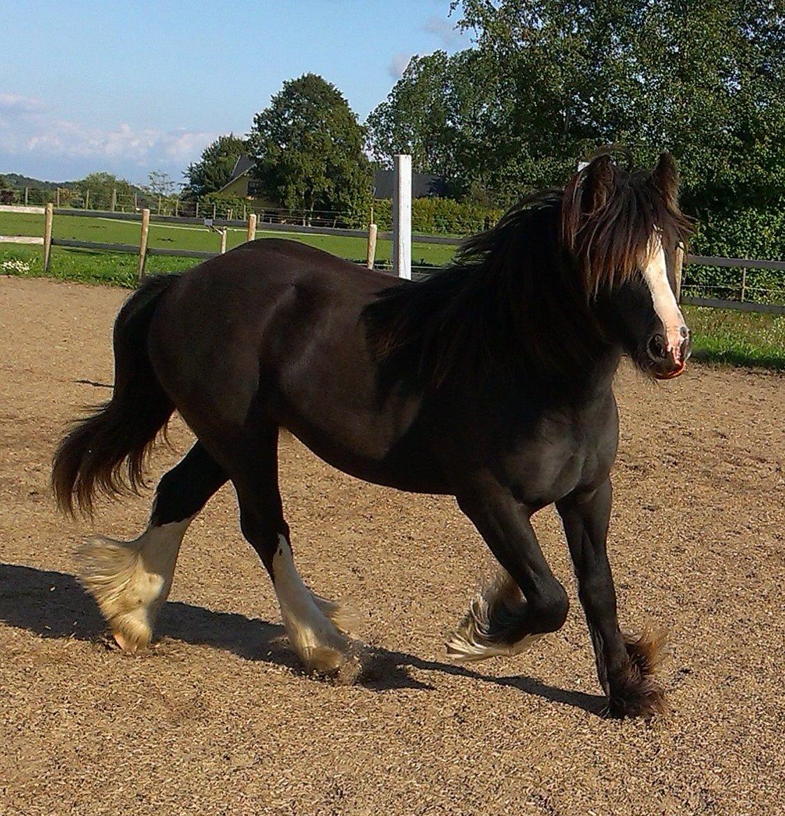 Irish Cob Royal Riain by Lovecob - Riain september 2014 billede 5