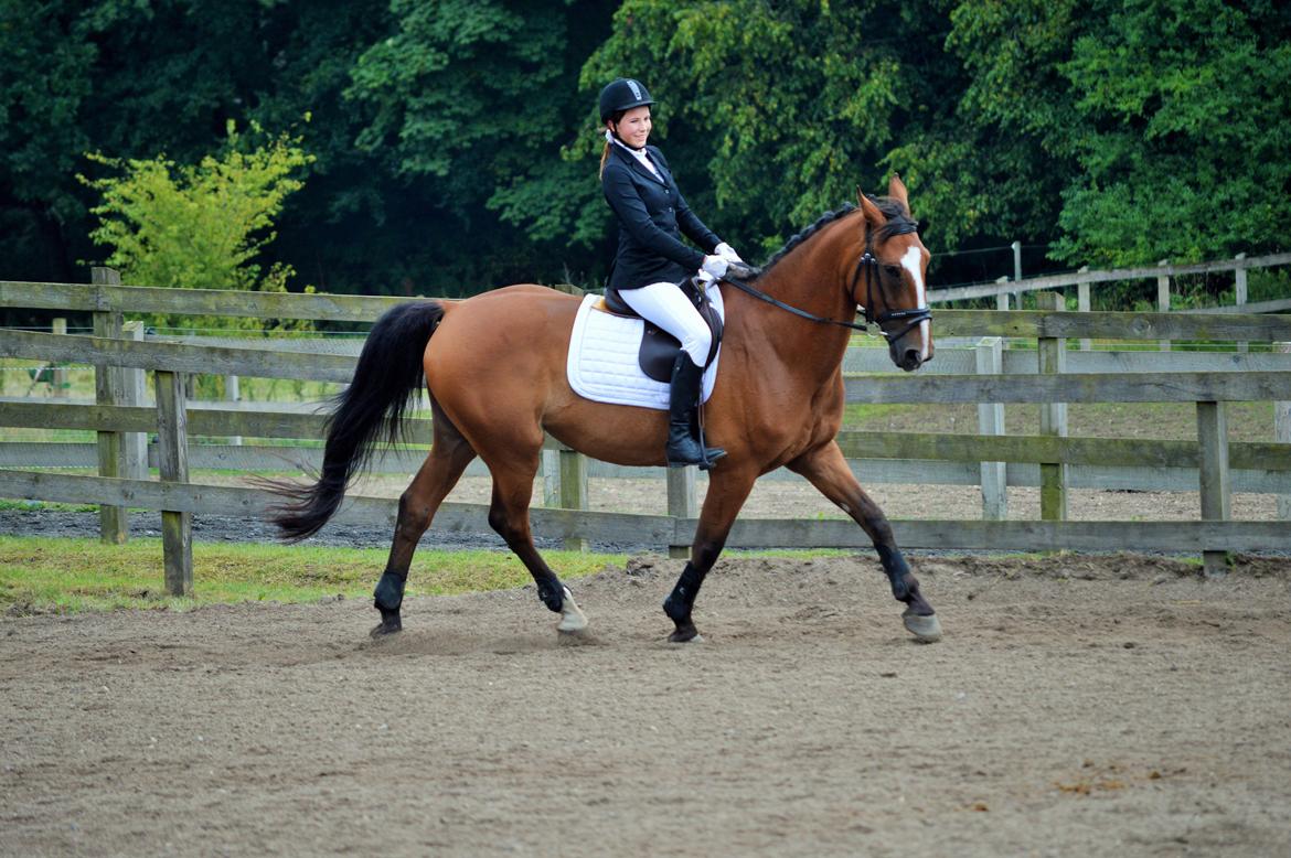 Holstener Armageddon - August dressurstævne 2014 billede 20