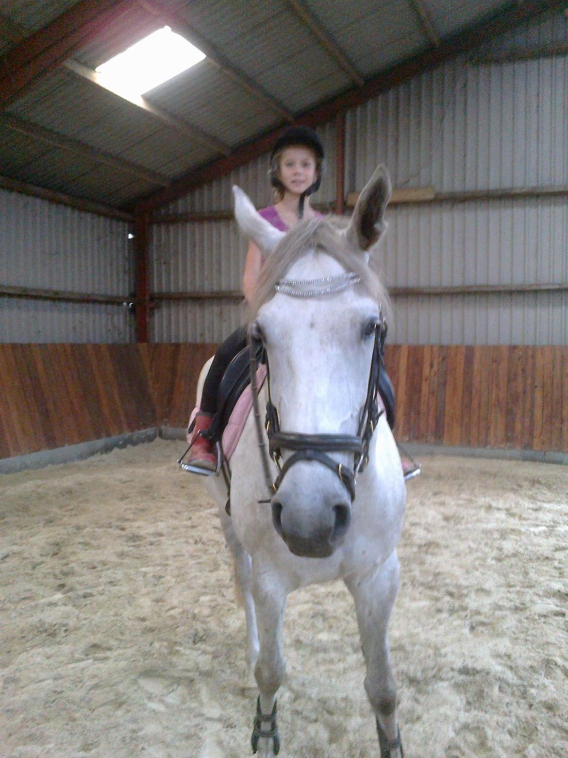 Anden særlig race Whitney - Melanie og Whitney hygger! :D billede 16