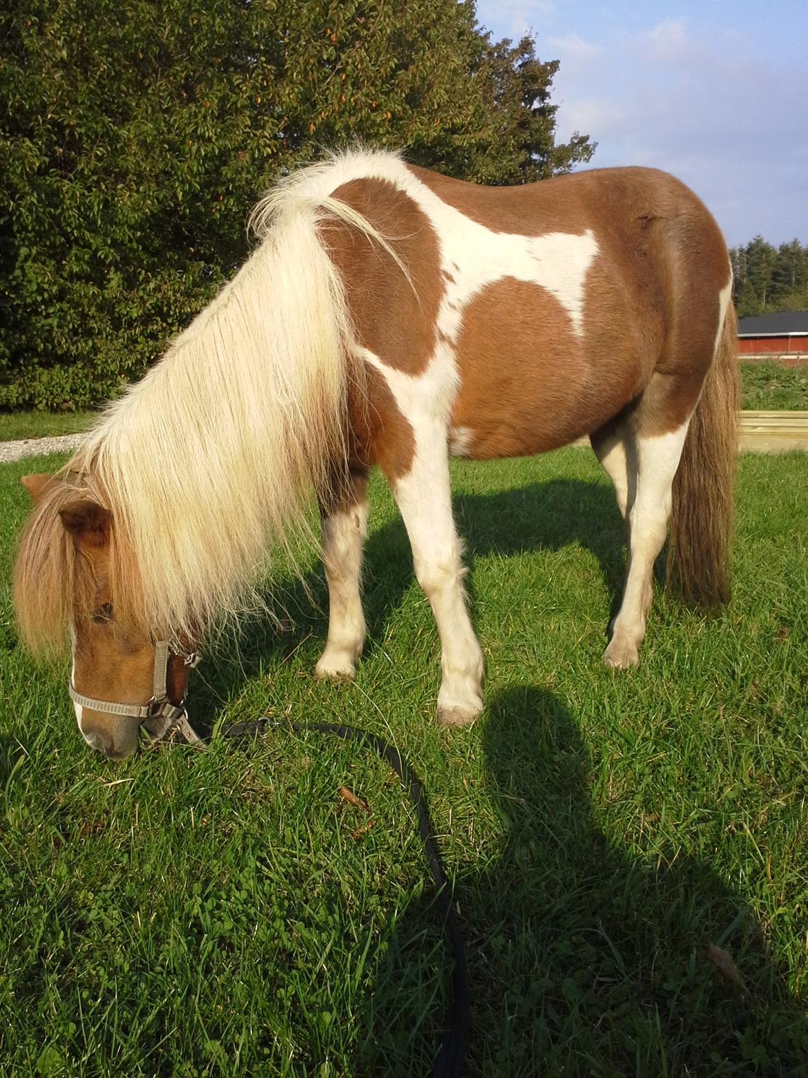 Anden særlig race Morelsgårdens Tøsen *Himmelhest* billede 13