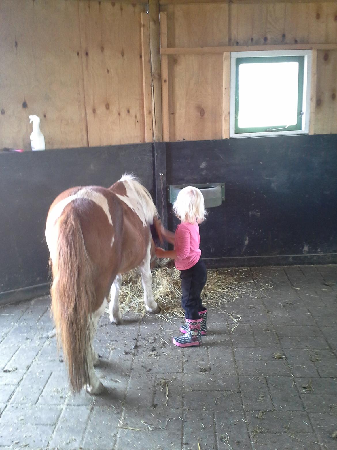 Anden særlig race Morelsgårdens Tøsen *Himmelhest* billede 15