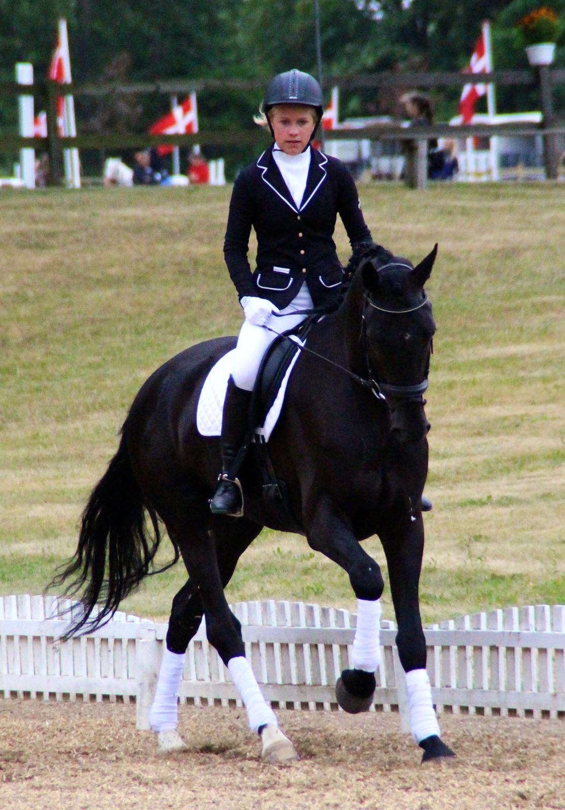 Hollandsk Varmblod Diamond K billede 14