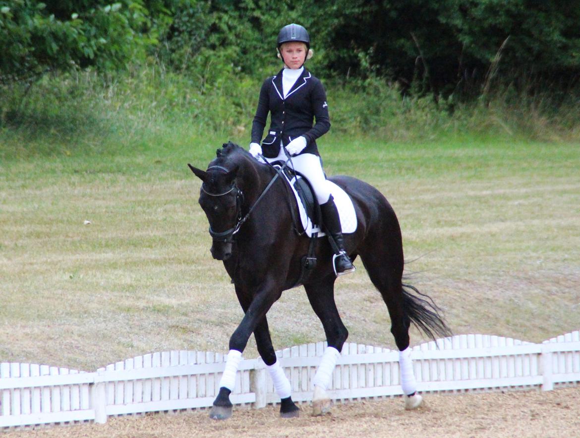 Hollandsk Varmblod Diamond K billede 15