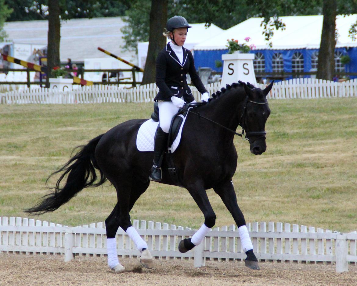 Hollandsk Varmblod Diamond K billede 18