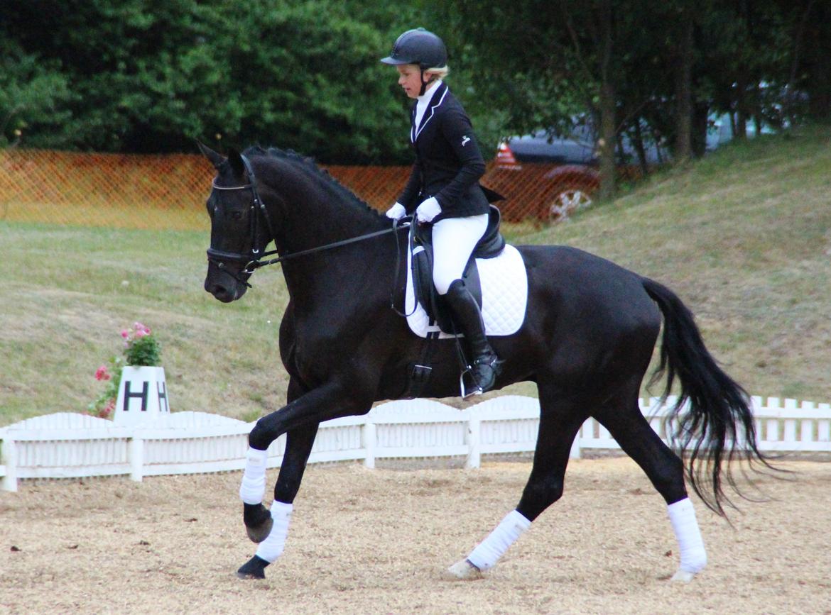 Hollandsk Varmblod Diamond K billede 17