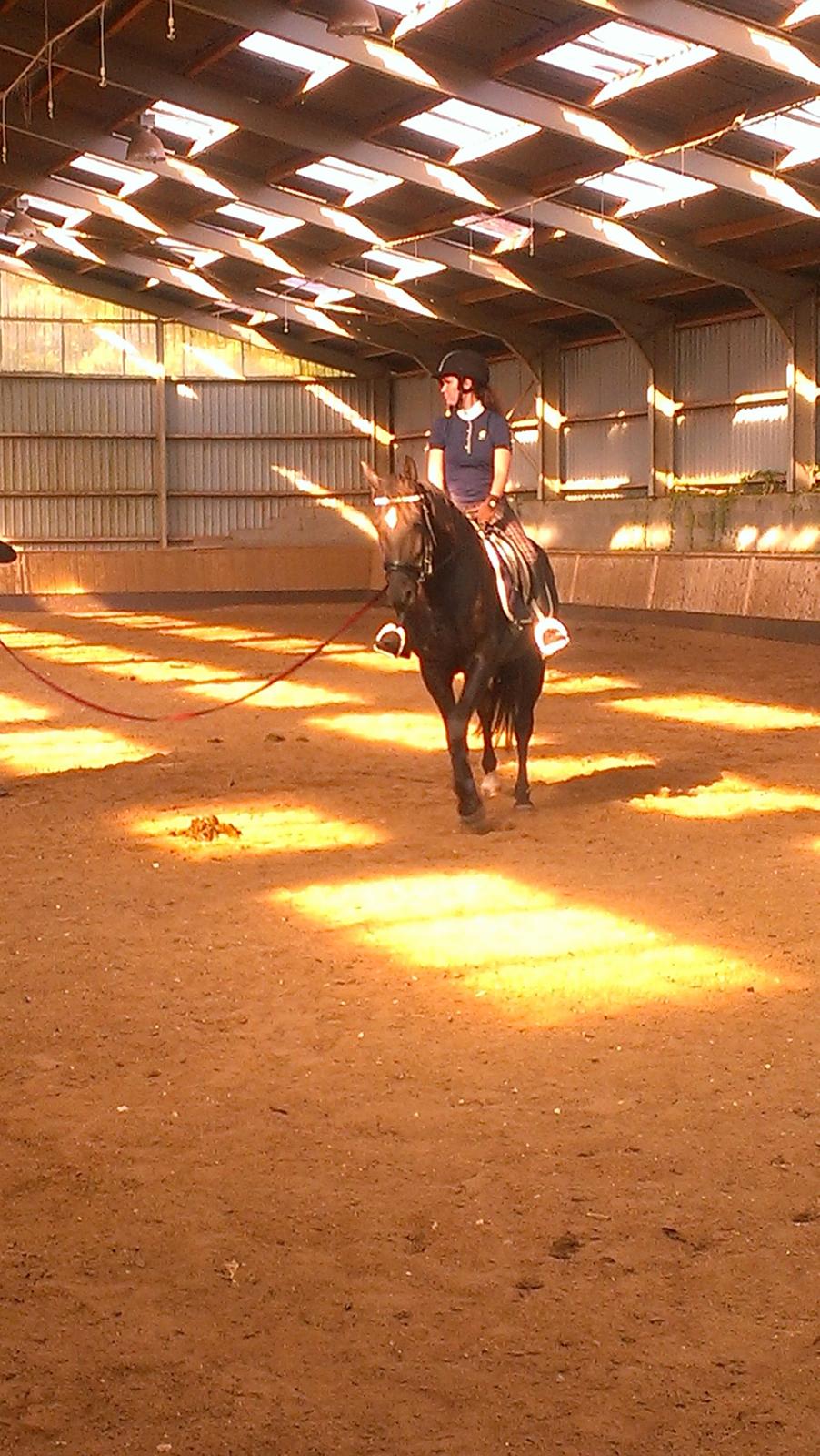 Dansk Varmblod ZACKO - Kun tredje gang jeg rider ham, og han klarede det så fint <3 billede 41