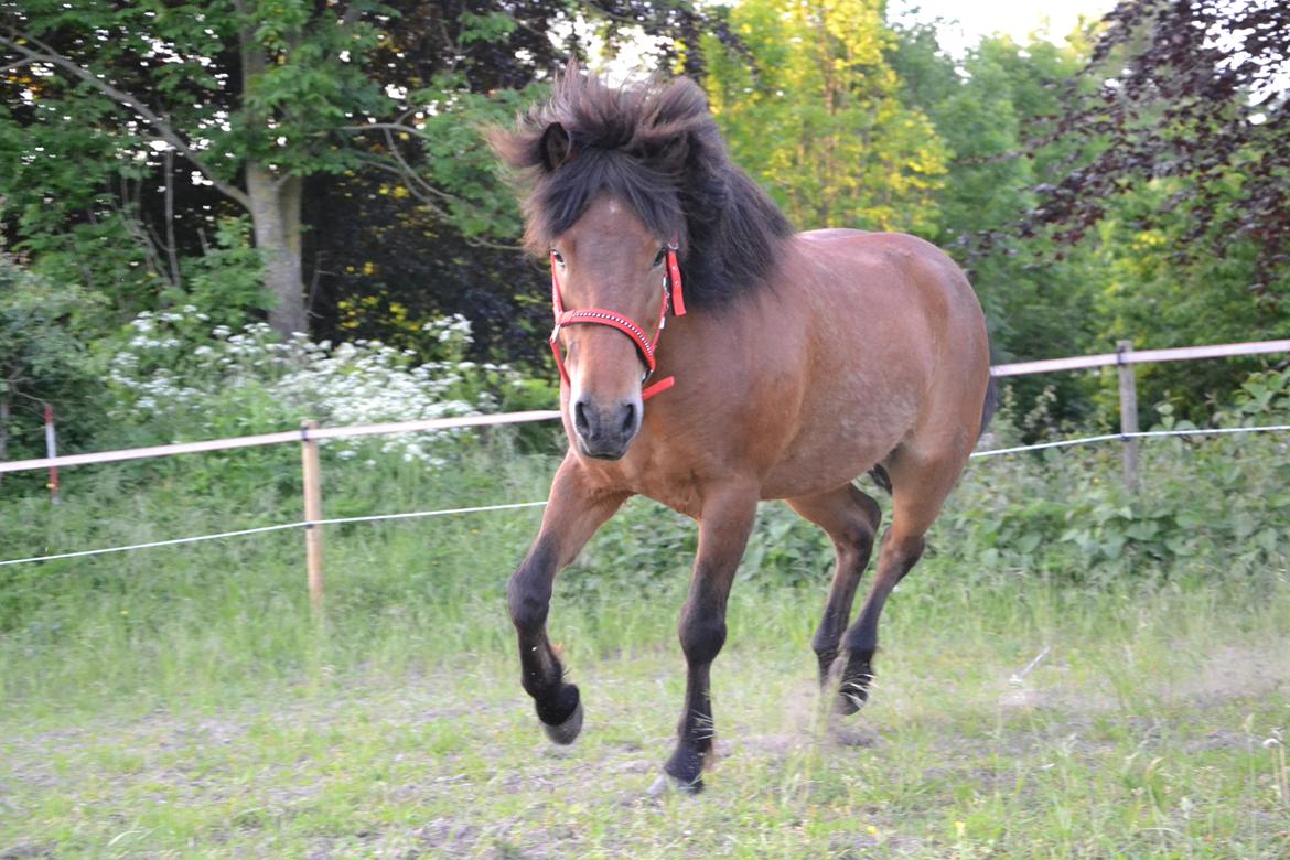 Islænder vinur frá skeggsstööum billede 27