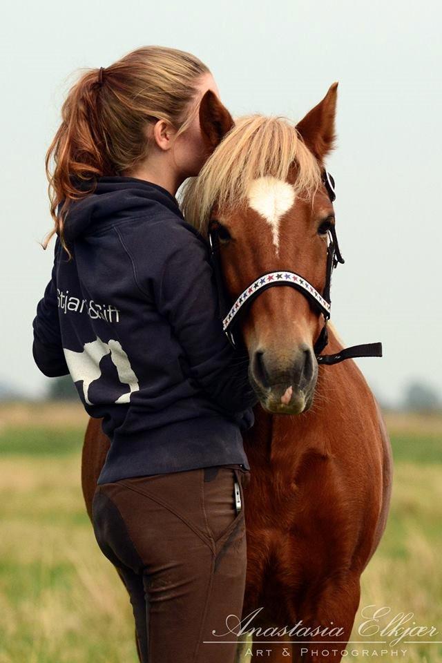 Islænder blanding (arnicorn) | Stjarni - Elskede elskede ponygris || Taget af Anastasia Elkjær (aka Stasi) | 2014 billede 11