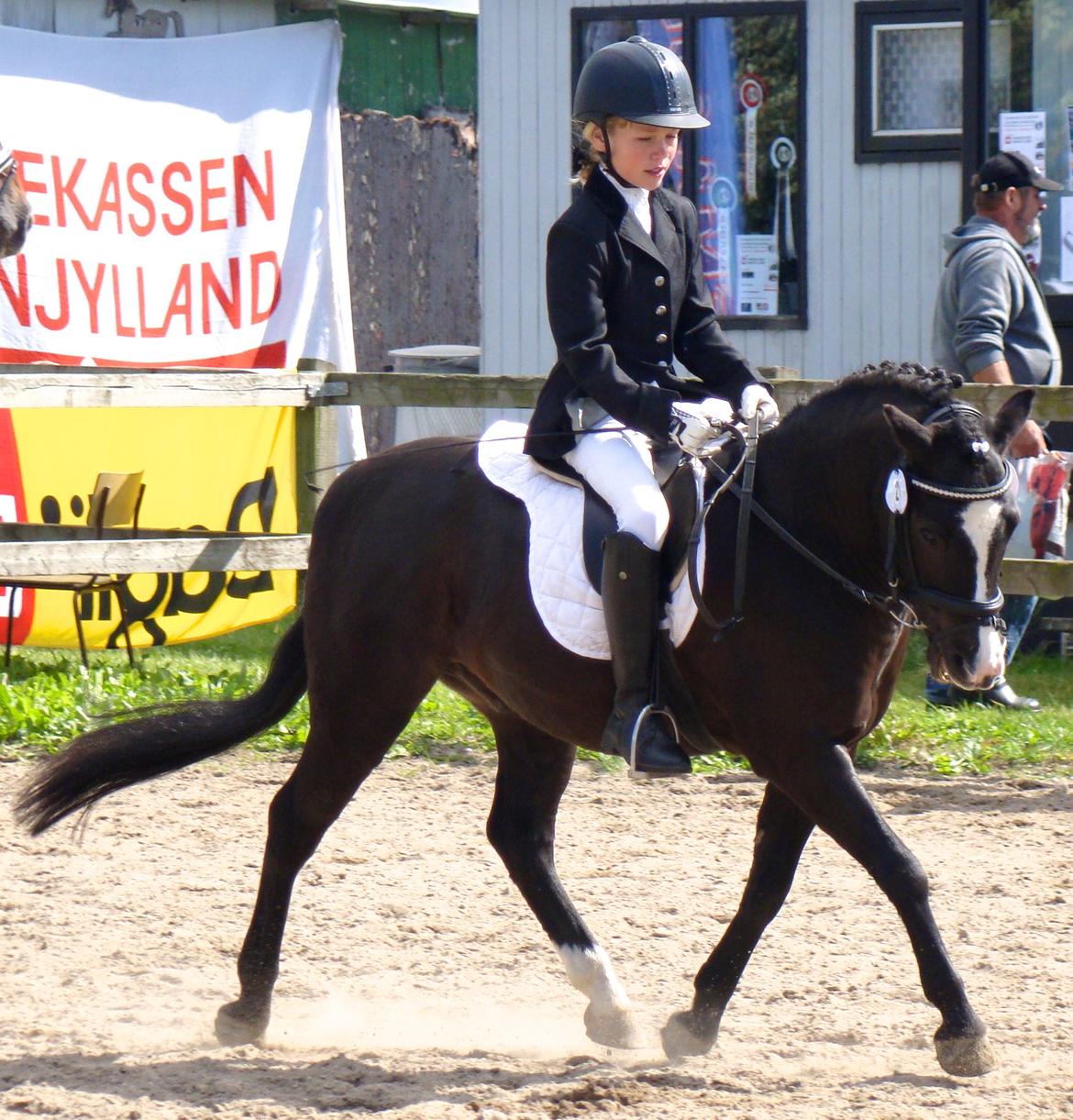 Anden særlig race Aslan billede 1