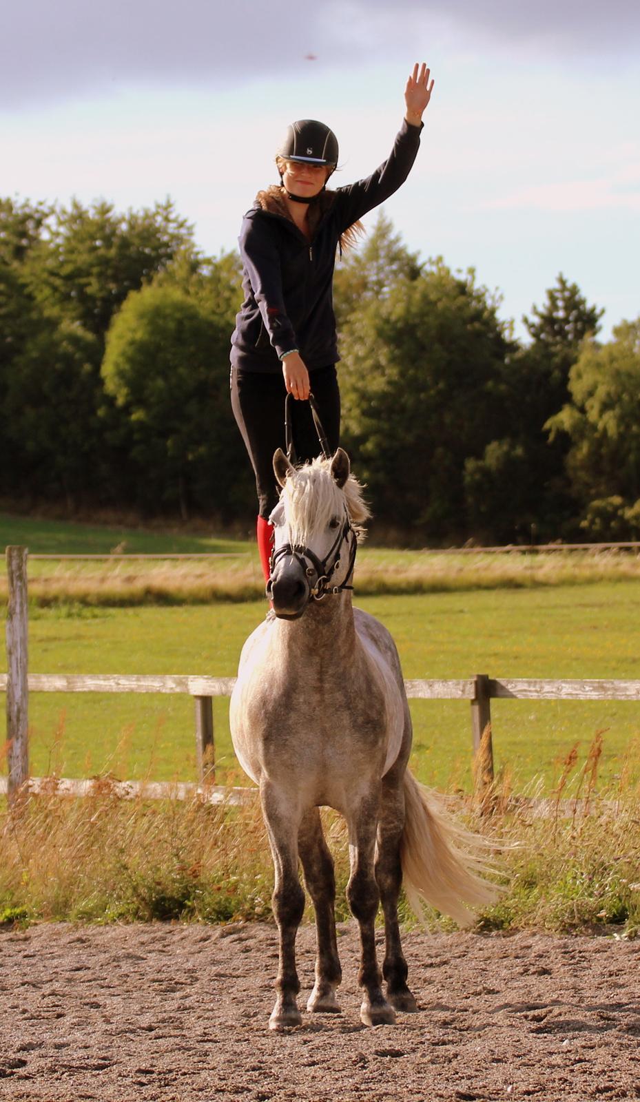 Connemara BELL PRINCE - 1. Klasse Avls Hingst ''Prins'' billede 25