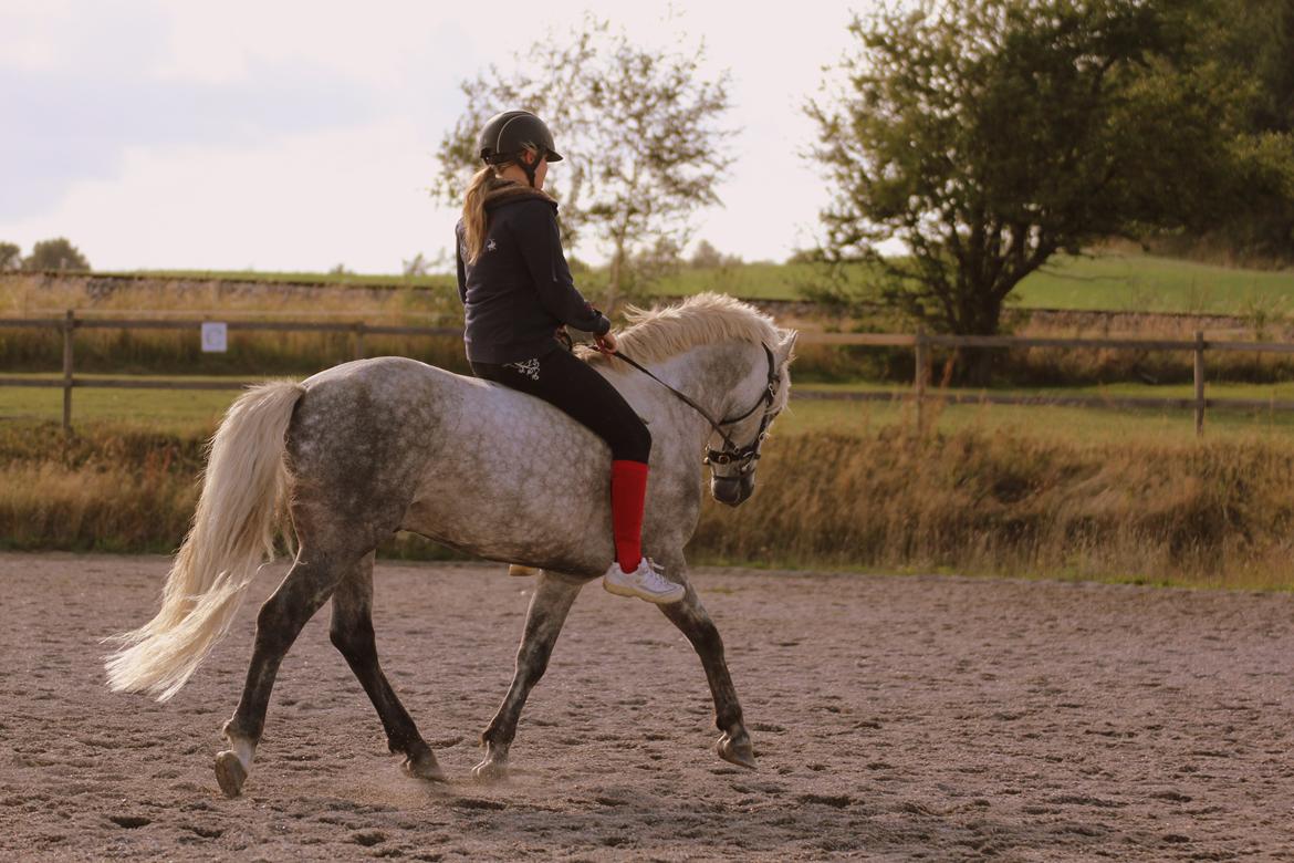 Connemara BELL PRINCE - 1. Klasse Avls Hingst ''Prins'' billede 27