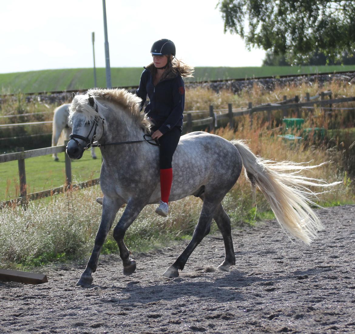 Connemara BELL PRINCE - 1. Klasse Avls Hingst ''Prins'' billede 28